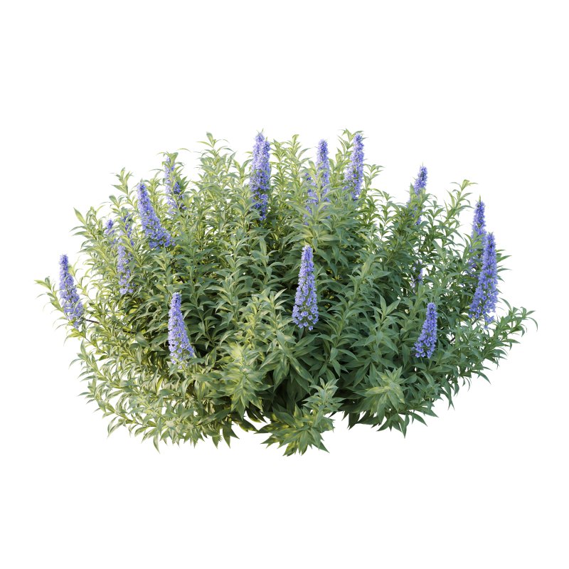 Echium candicans Pride of Madeira Bush 02 - Image 1