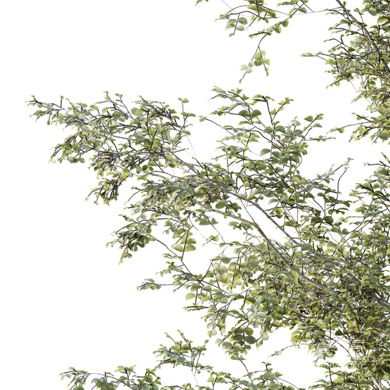 AV Plants Alnus Glutinosa Tree10 - Image 3