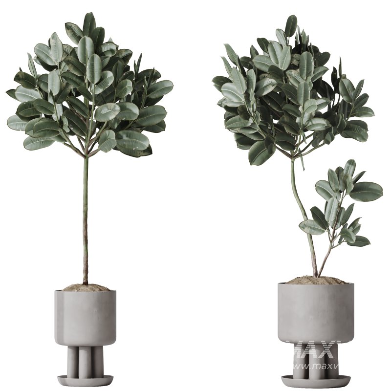 AV Indoor Plants Set 334 Aspidistra Elatior and Rubber Ficus Elastica and Ficus microcarpa Moclame - Image 6