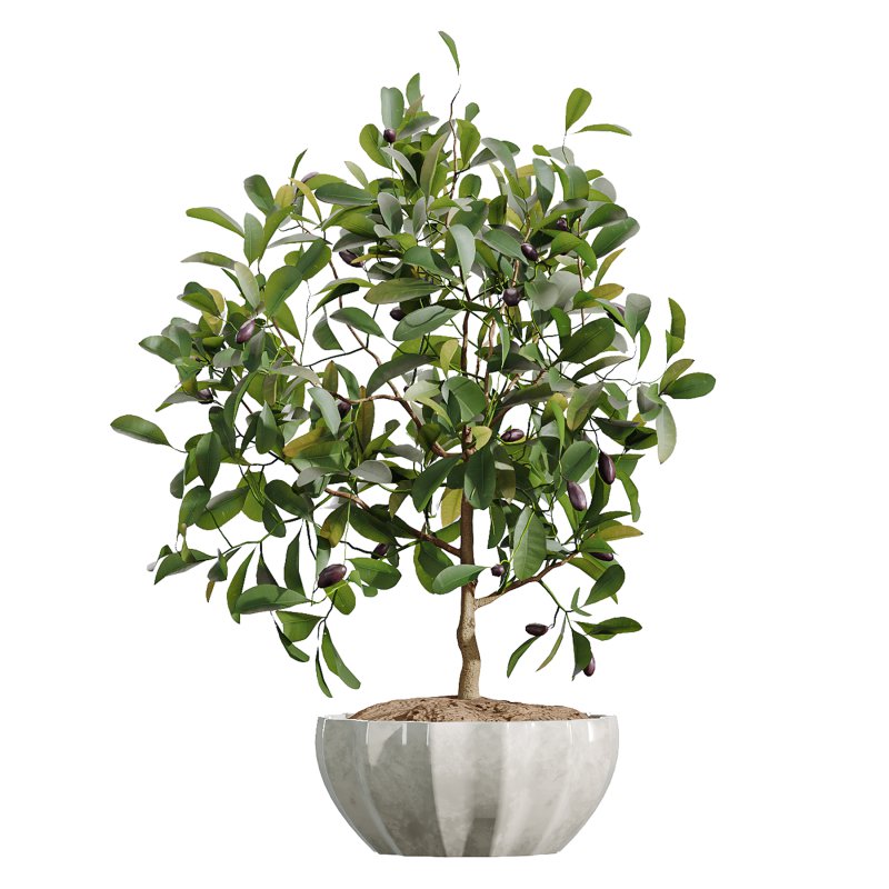 AV Indoor Plants Set 361 Zamiifolia and Areca Palm and Bird Of Paradise and Briful Pachira - Image 5