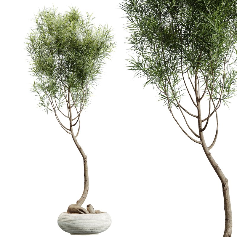 AV Indoor Plants Set 320 Banana Strelitzia Nicolai and Ficus Dracaena Marginata - Image 7