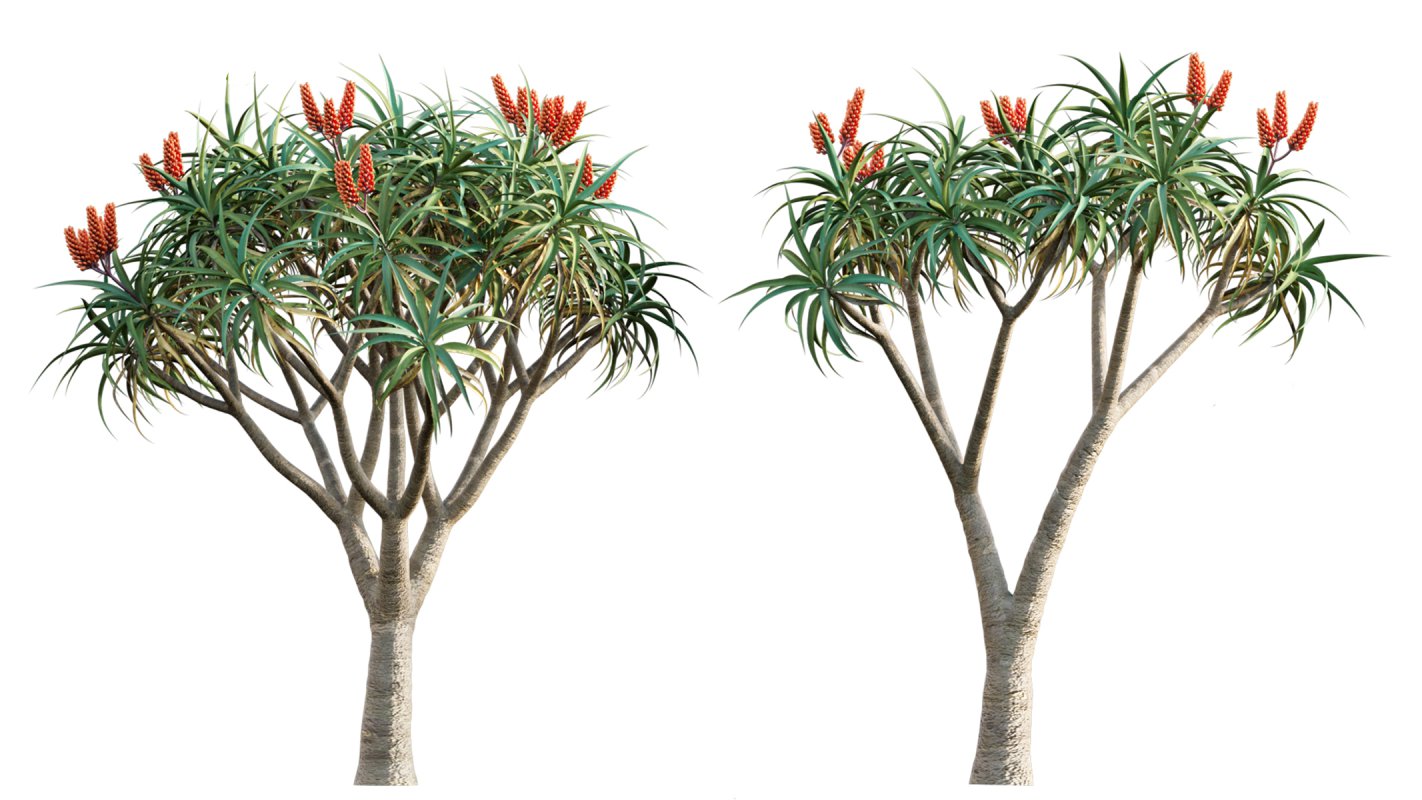 Collection 02 – Mediterrannean Garden - Image 9