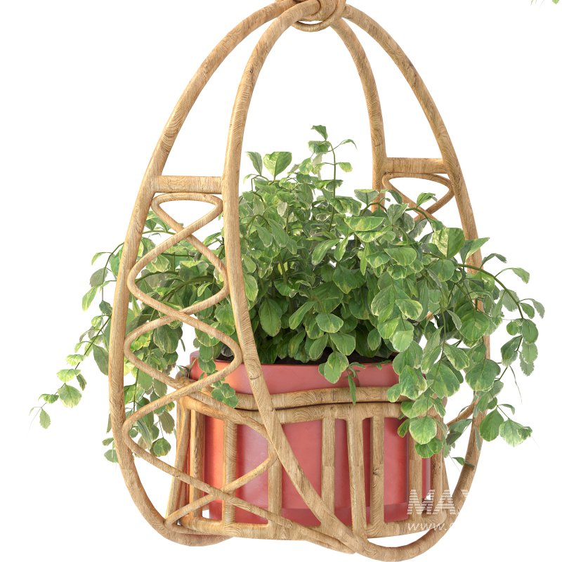 Boho Hanging Plants 05 - Image 9