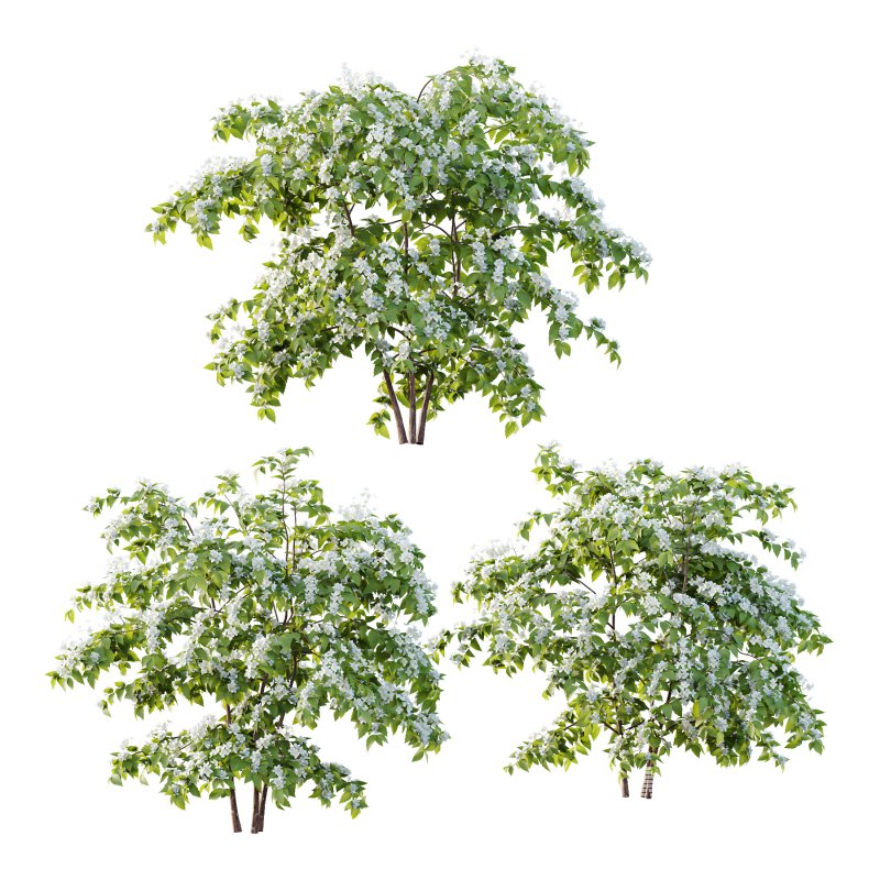 Philadelphia Bush 01 - Image 1