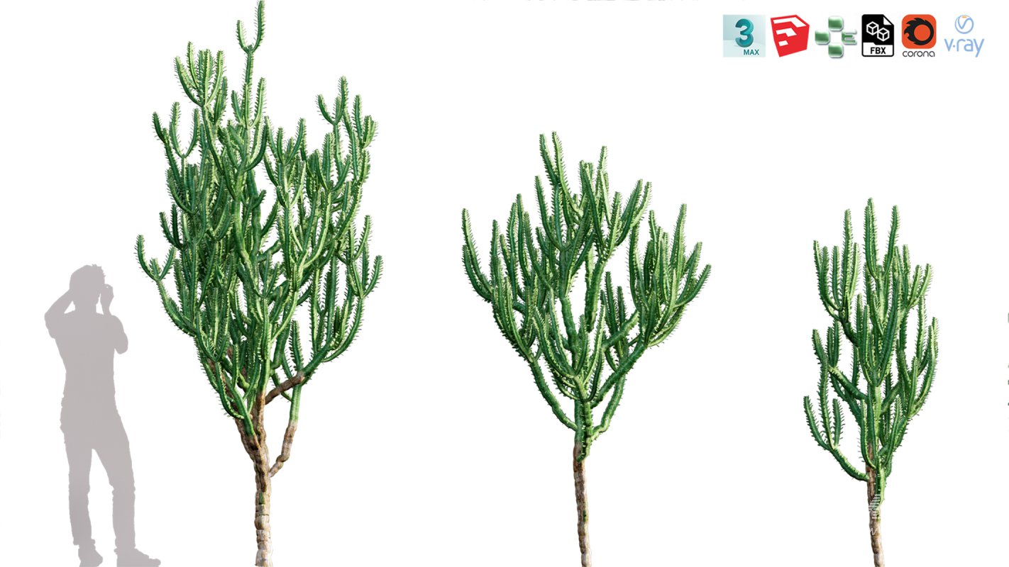 Collection 12 – Desert Garden - Image 24