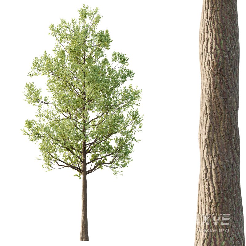 Tilia platyphyllos Tree 03 - Image 5