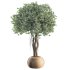 Indoor Tree in Pot Collection - Thumbnail 3