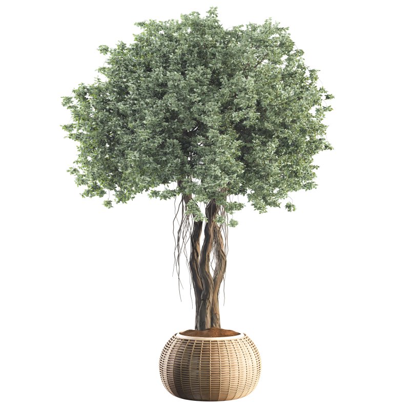 Indoor Tree in Pot Collection - Image 3