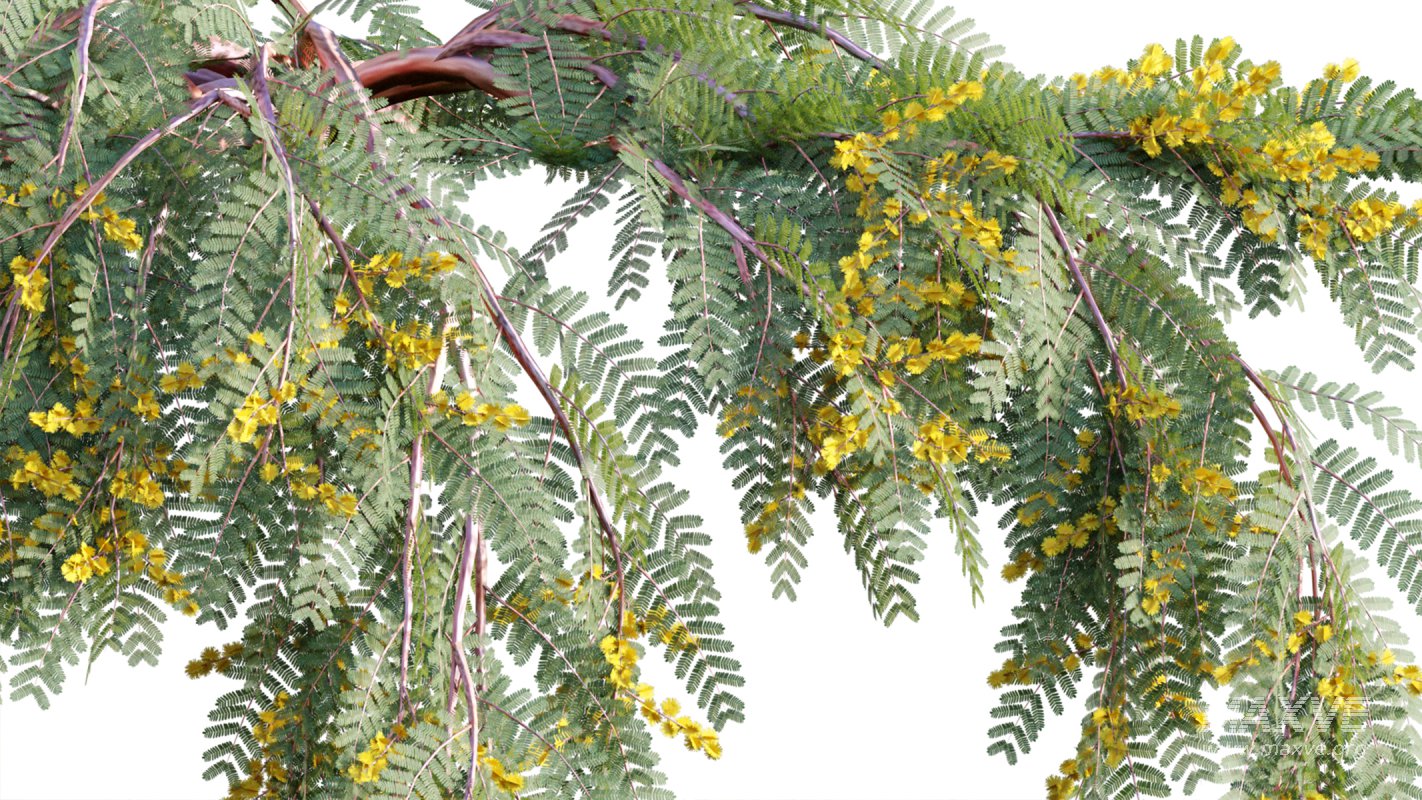 Collection 11 – Ground cover – Vines and Creepers - Image 6