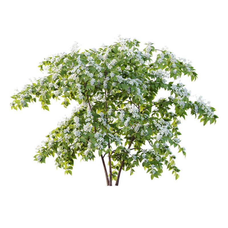 Philadelphia Bush 01 - Image 2