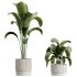 AV Indoor Plants Set 341 Banana Strelitzia Nicolai and Ficus Dracaena Marginata - Thumbnail 2