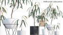 Collection 15 – Interior Plants - Thumbnail 5