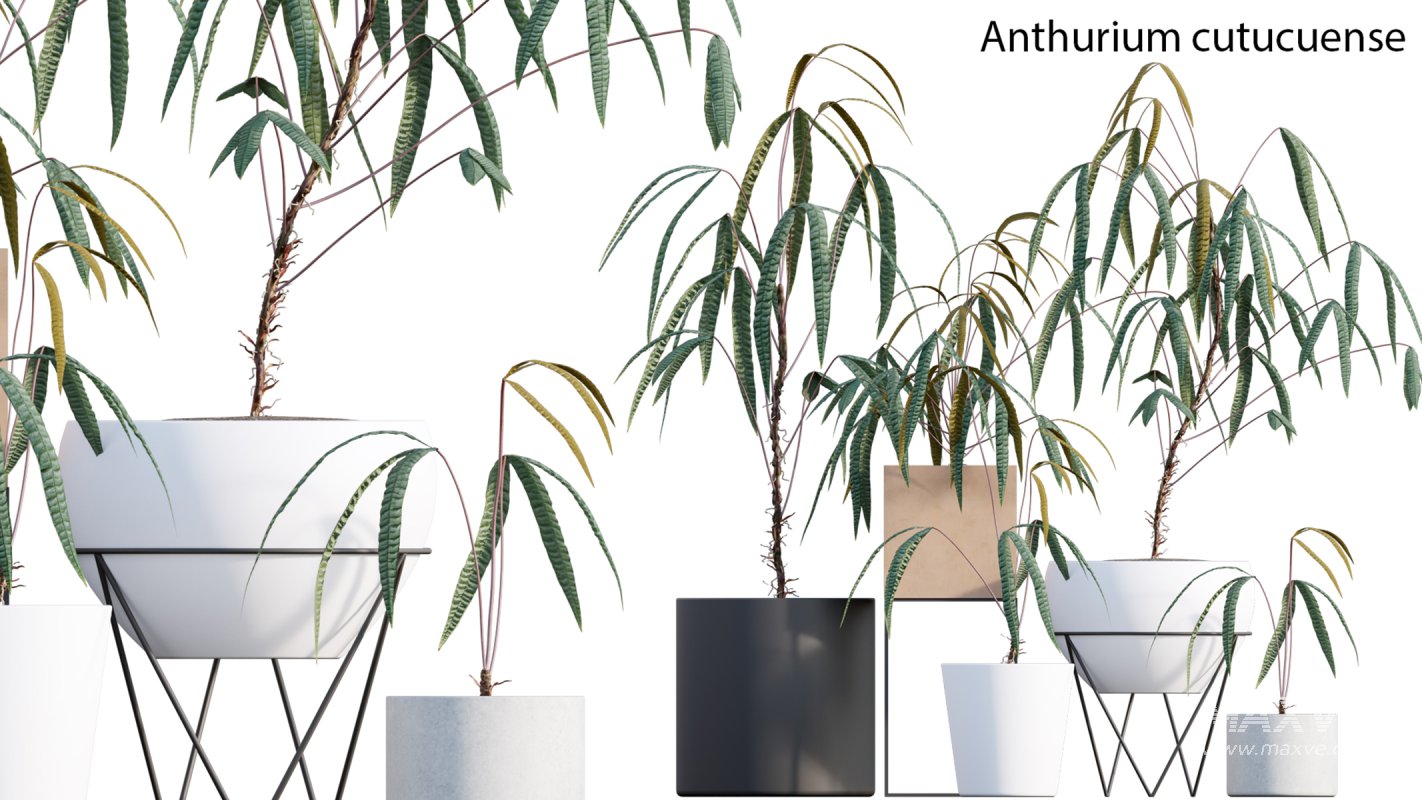 Collection 15 – Interior Plants - Image 5