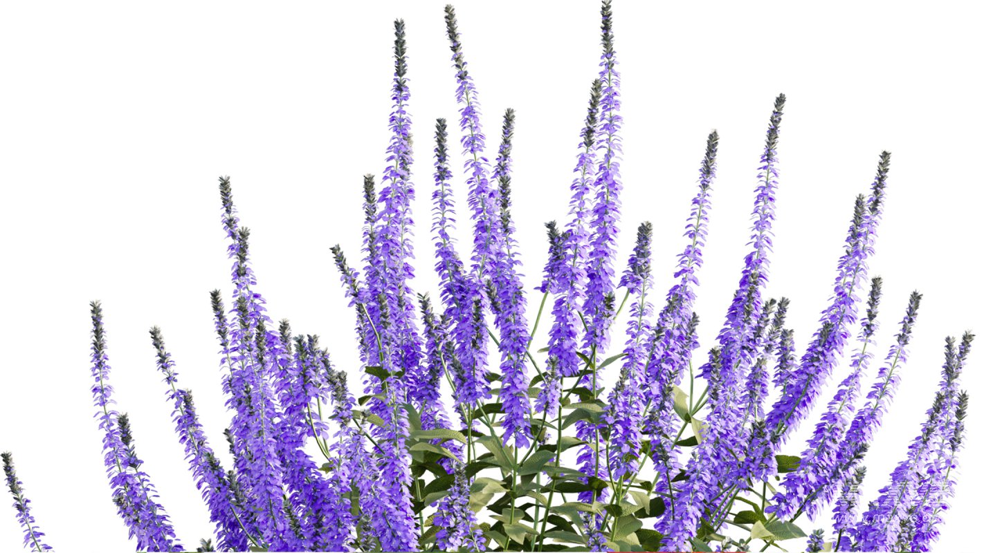 Collection 07 – Central America Garden - Image 50