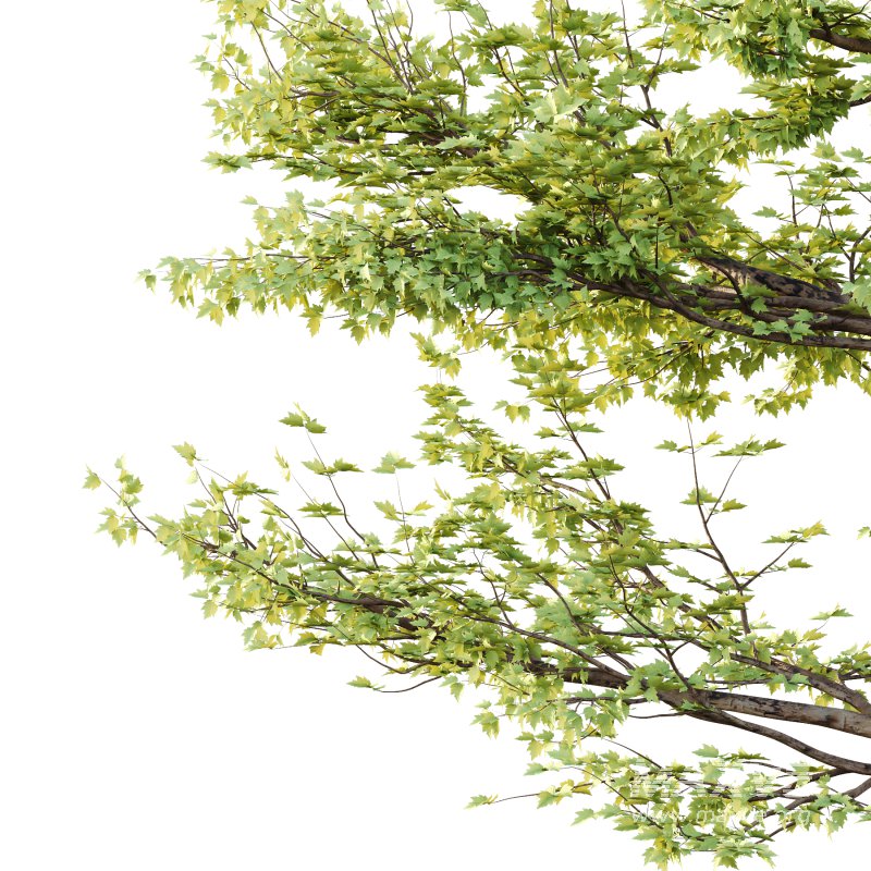 Sycamore Platanus Tree 01 - Image 4