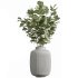 AV Indoor Plants Set 343 Eucalyptus Bouquet and Olive and Ficus Dracaena and Sansevieria - Thumbnail 1