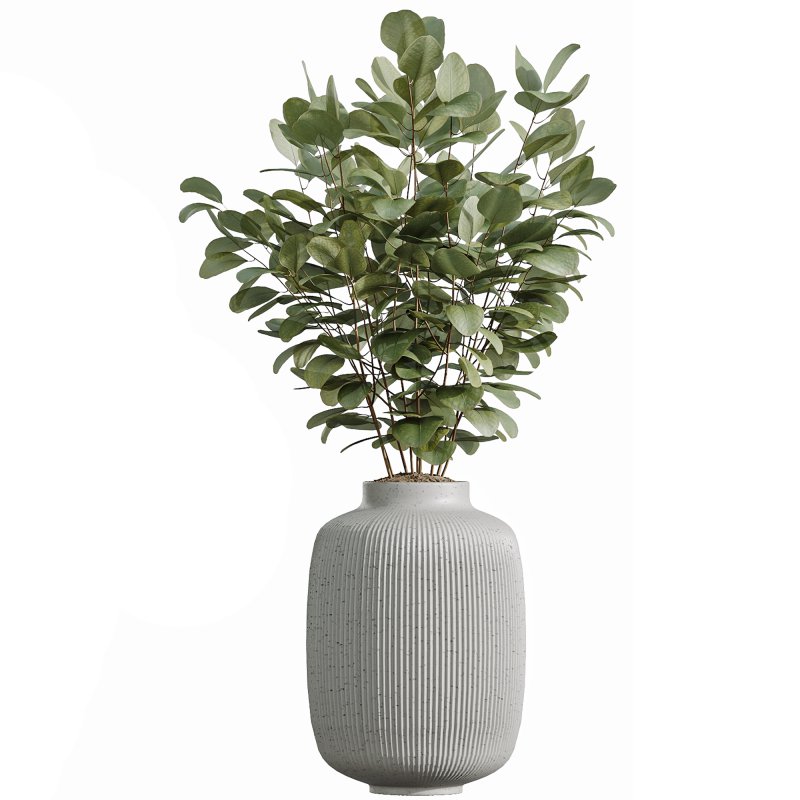 AV Indoor Plants Set 343 Eucalyptus Bouquet and Olive and Ficus Dracaena and Sansevieria - Image 1