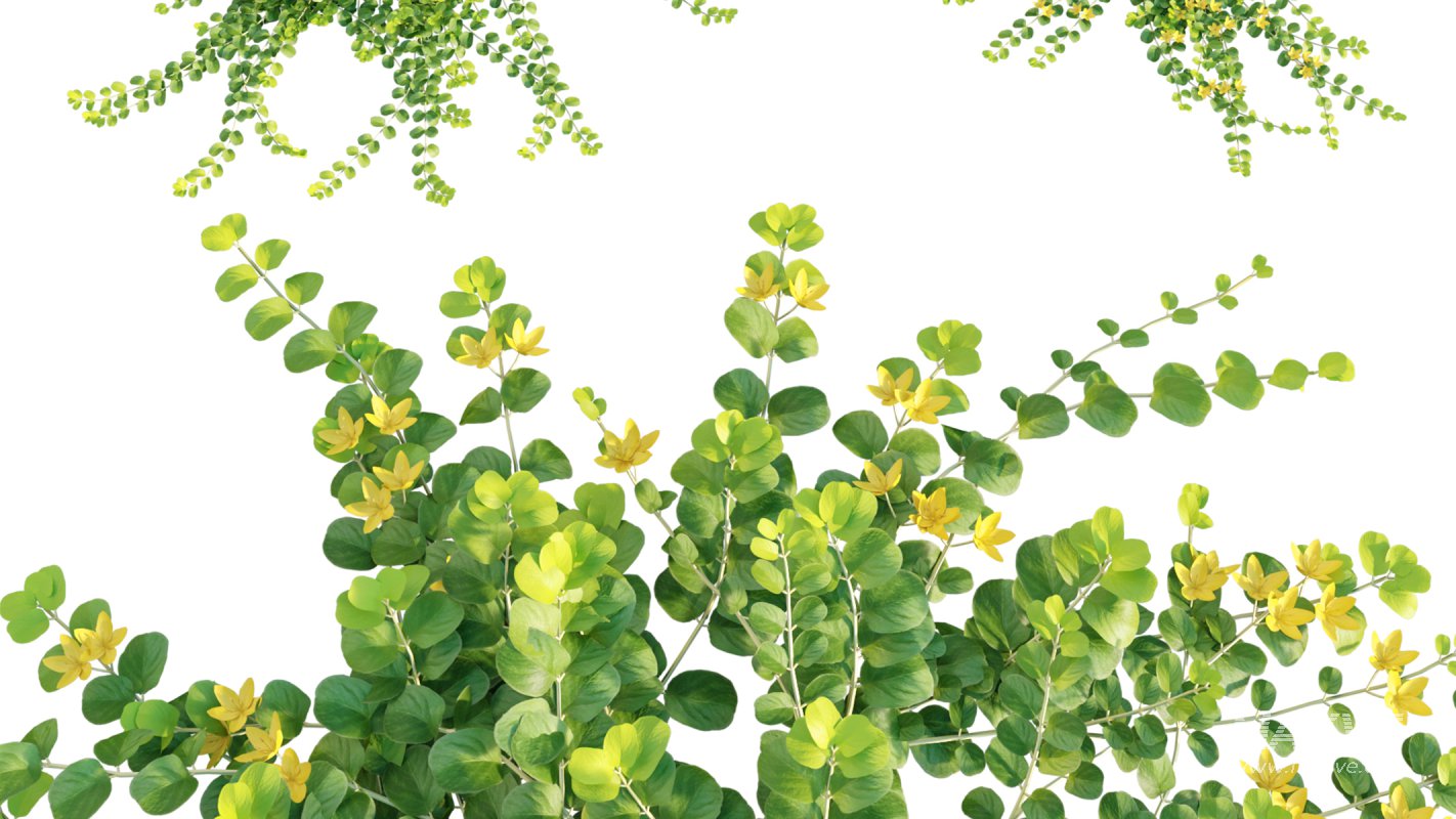 Collection 11 – Ground cover – Vines and Creepers - Image 32