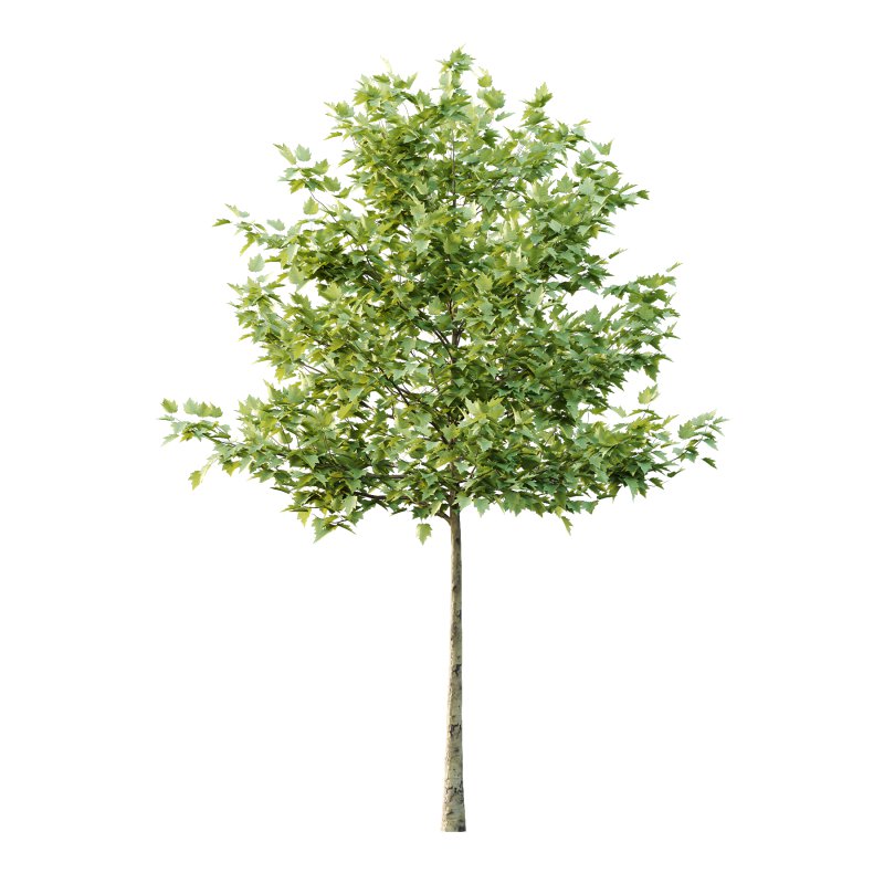 Sycamore Platanus Tree 07 - Image 1