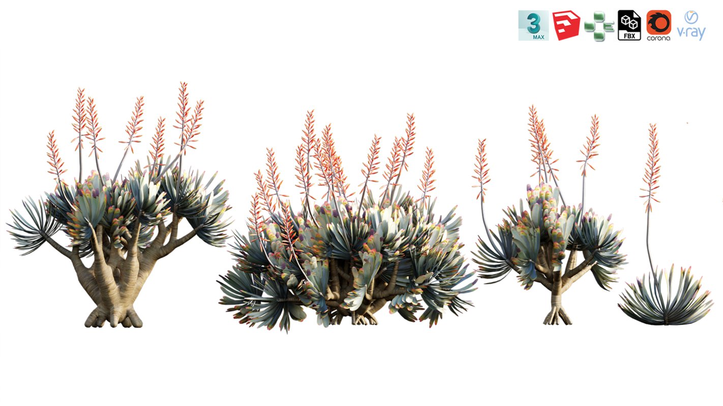 Collection 12 – Desert Garden - Image 18