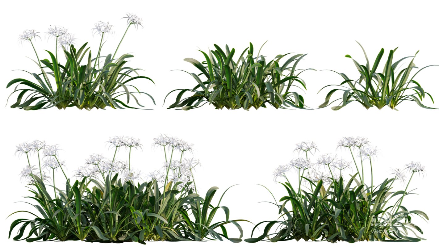 Collection 04 – Tropical Garden - Image 13