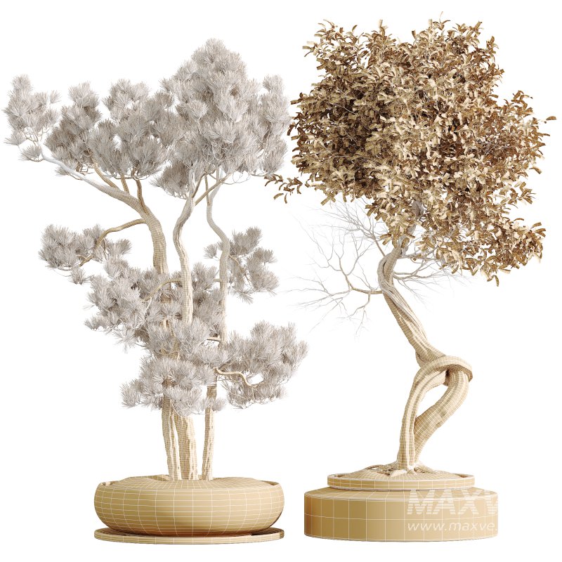 AV Indoor Plants Set 316 Retusa Microcarpa Bonsai Ginseng and Pinus Pentaphylla Bonsai - Image 7