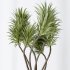 AV Indoor Plants Set 350 Olive Eucalyptus and Banana Nicolai and Yucca and Bonsai Orange - Thumbnail 5