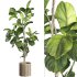 Bonsai Jungle Ficus Fiddle Leaf Fig 446 - Thumbnail 1