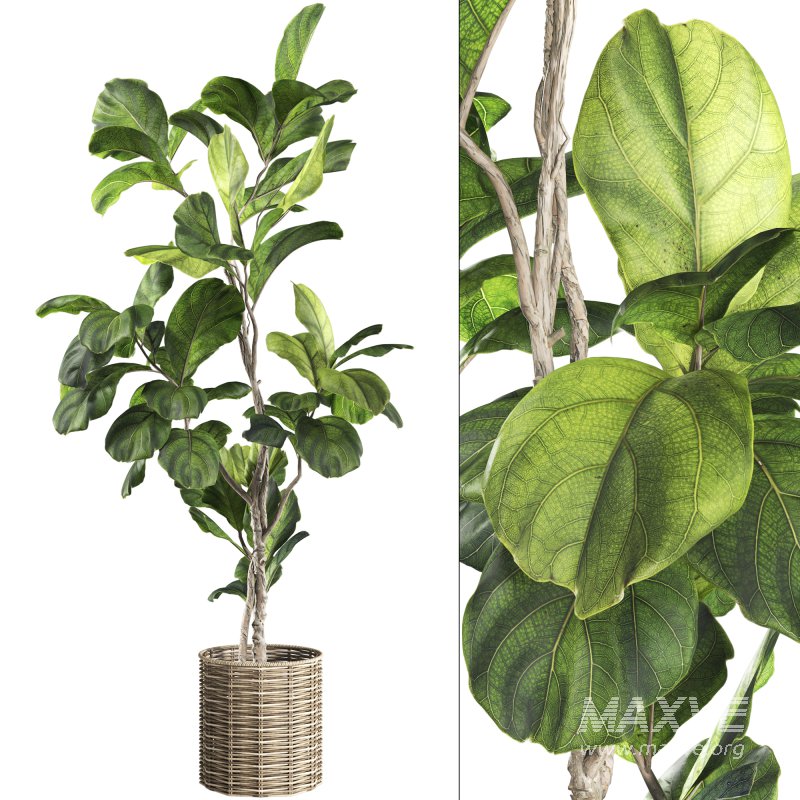 Bonsai Jungle Ficus Fiddle Leaf Fig 446 - Image 1