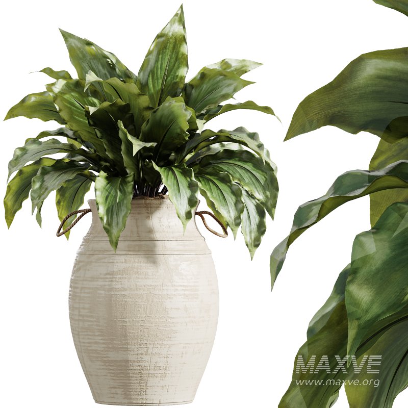 AV Indoor Plants Set 314 Spathiphyllum Wallisii and Cyara Areca Palm and Euphorbia Drupifera - Image 6