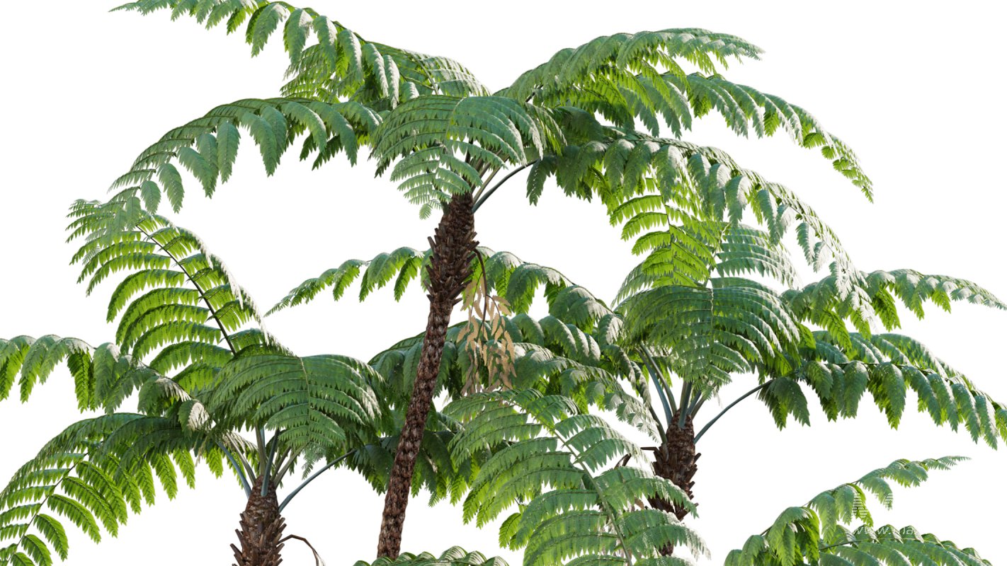 Collection 09 – Fern Garden - Image 23