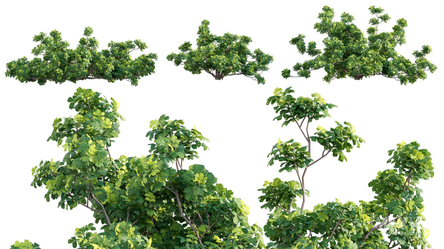 Collection 07 – Central America Garden - Image 36