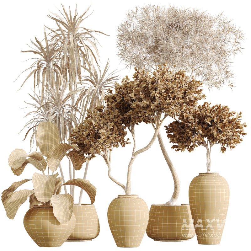 AV Indoor Plants Set 359 Dracaena Warneckii and Olive Tree and Lutea Cuban Cigar and Ficus Marginata - Image 8