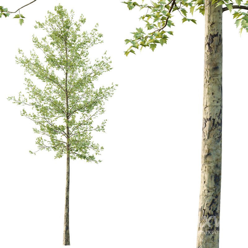 Sycamore Platanus Tree 06 - Image 4