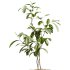 AV Indoor Plants Set 312 Japandi Decorative Minimalism Ficus Dracaena Marginata - Thumbnail 5