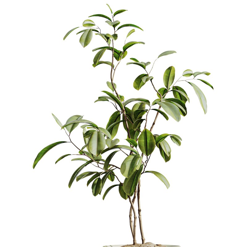 AV Indoor Plants Set 312 Japandi Decorative Minimalism Ficus Dracaena Marginata - Image 5