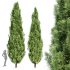 AV Water gum and Mediterranean Cypress 3Trees - Thumbnail 4
