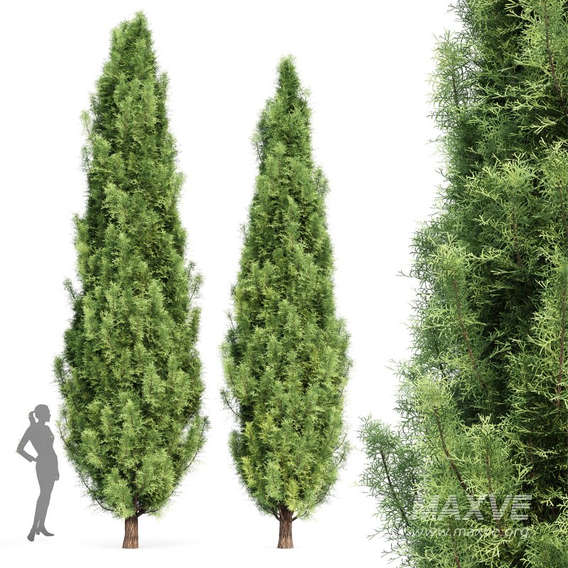 AV Water gum and Mediterranean Cypress 3Trees - Image 4