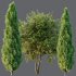 AV Water gum and Mediterranean Cypress 3Trees - Thumbnail 5