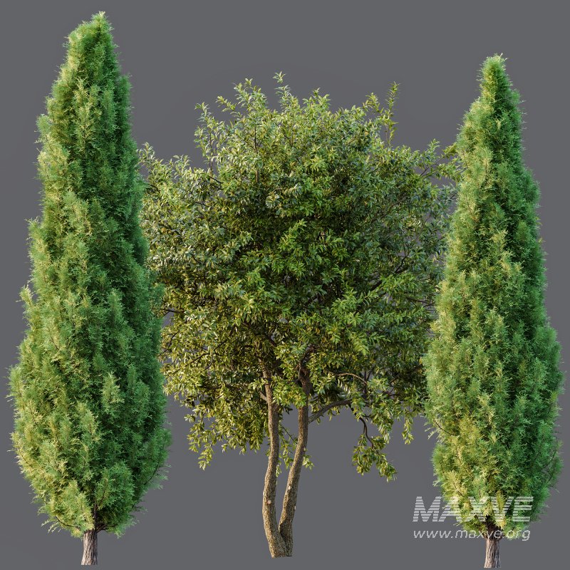 AV Water gum and Mediterranean Cypress 3Trees - Image 5