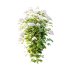 hydrangea arborescens Bush 10 - Thumbnail 2