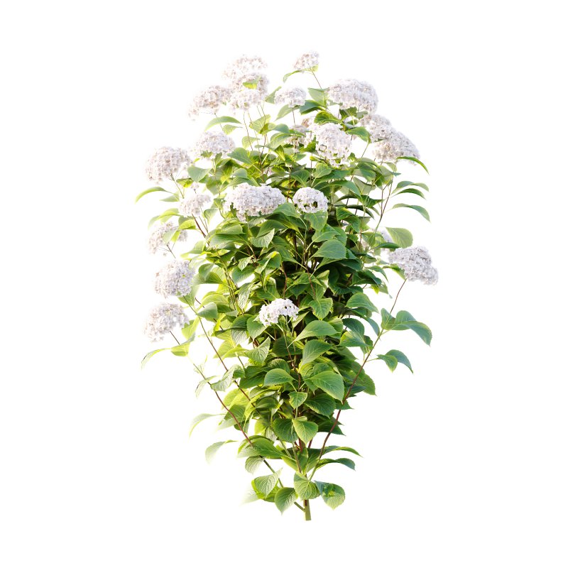 hydrangea arborescens Bush 10 - Image 2