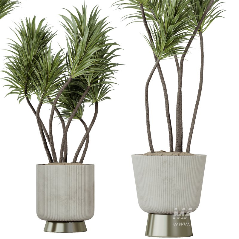 AV Indoor Plants Set 401 Mission Kalamata and Spineless Yucca and Elegant Monstera - Image 5