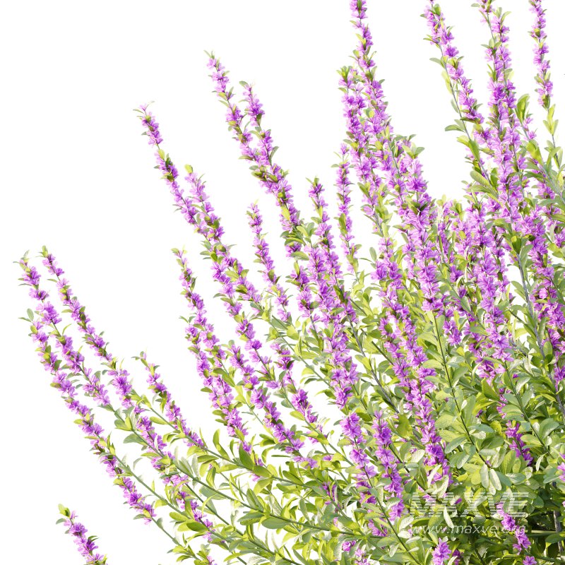 Leucophyllum frutescens Bush 04 - Image 2