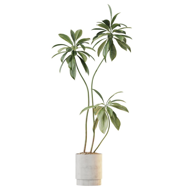 AV Indoor Plants Set 396 Dypsis Lutescens and Ficus Cyathistipula and Cyara Areca Palm - Image 2