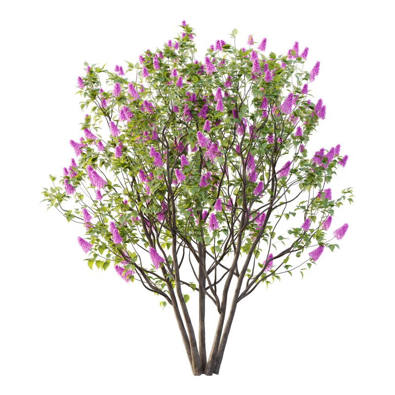Lilac Syringa Vulgaris Tree 07 - Image 2