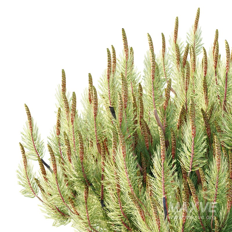 Pinus Mugo plant 06 - Image 3
