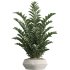 AV Indoor Plants Set 370 ParadiseBird and Zamiifolia and Ficus Microcarpa and olive - Thumbnail 5