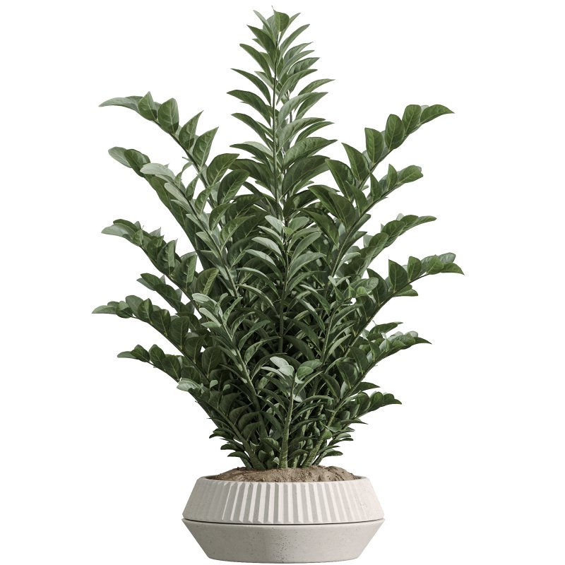 AV Indoor Plants Set 370 ParadiseBird and Zamiifolia and Ficus Microcarpa and olive - Image 5