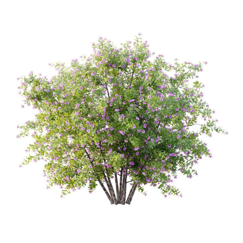 Leucophyllum frutescens Bush 07 - Image 2